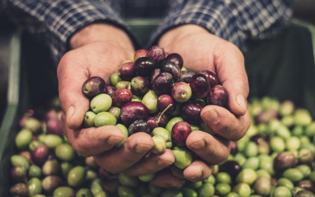 Qual è il momento giusto per raccogliere le olive?