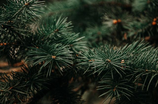 Optare per un albero artificiale significa ridurre l'impatto ambientale associato all'abbattimento degli alberi veri...