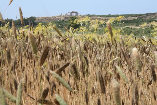 Capo di grano a Selinunte