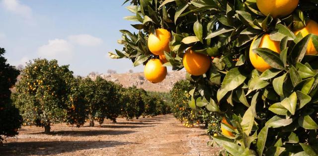 Presentato il progetto I.D.R.O. (Irrigazione, Depurazione, Recupero, Opportunità)