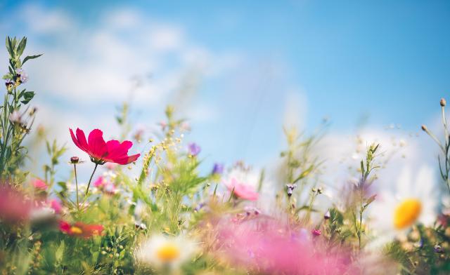 Per molti italiani però, la primavera porta con sé anche fastidiose allergie causate principalmente dalla fioritura delle piante... Per molti italiani però, la primavera porta con sé anche fastidiose allergie causate principalmente dalla fioritura delle piante...