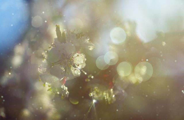 Alberi, fiori ed erbe rilasciano grandi quantità di particelle microscopiche che, quando entrano in contatto con il sistema immunitario di alcune persone, scatenano una reazione allergica... Alberi, fiori ed erbe rilasciano grandi quantità di particelle microscopiche che, quando entrano in contatto con il sistema immunitario di alcune persone, scatenano una reazione allergica...