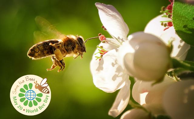 May 20 - World Bee Day May 20 - World Bee Day