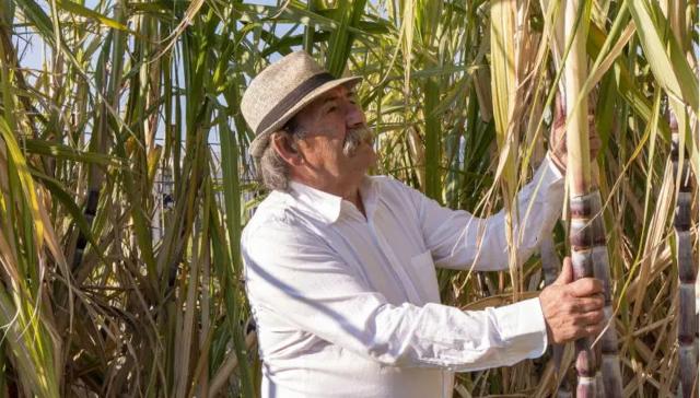 Ron Currau e le sue canne da zucchero