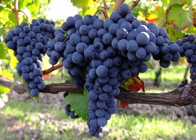 Grappoli di Nerello Mascalese