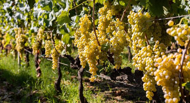 Vigna di Carricante
