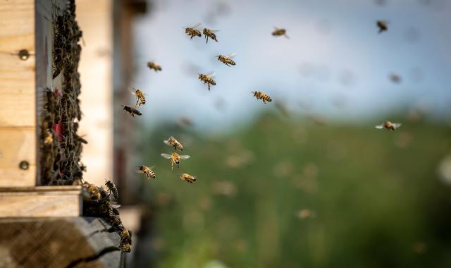 Vi raccontiamo come si salva l'Ape Nera Sicula con la viticoltura sostenibile