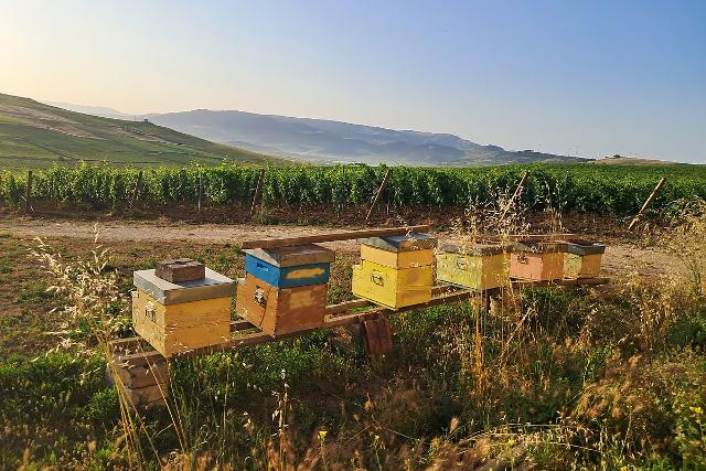 Gli alveari di "HoneyBees & Vineyard" Gli alveari di "HoneyBees & Vineyard"