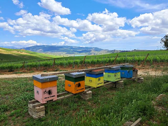 Gli alveari di "HoneyBees & Vineyard" Gli alveari di "HoneyBees & Vineyard"