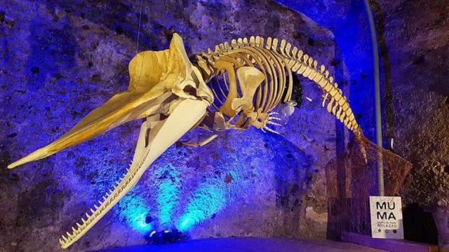 Il capodoglio del MuMa - Museo del Mare di Milazzo
