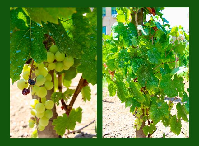 La Vigna del Gallo "Diego Planeta" La Vigna del Gallo "Diego Planeta"