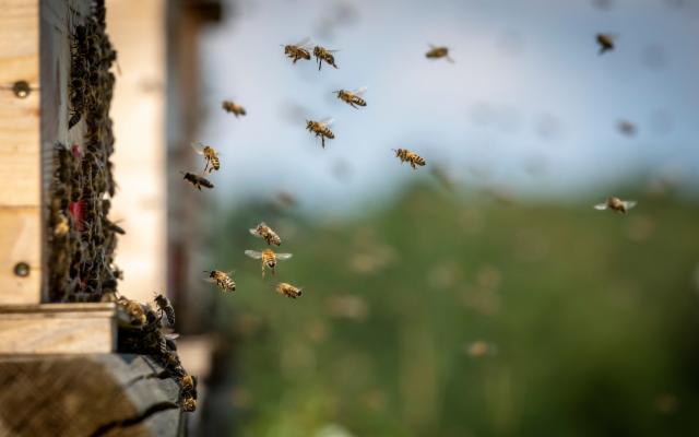 Vi raccontiamo come si salva l'Ape Nera Sicula con la viticoltura sostenibile