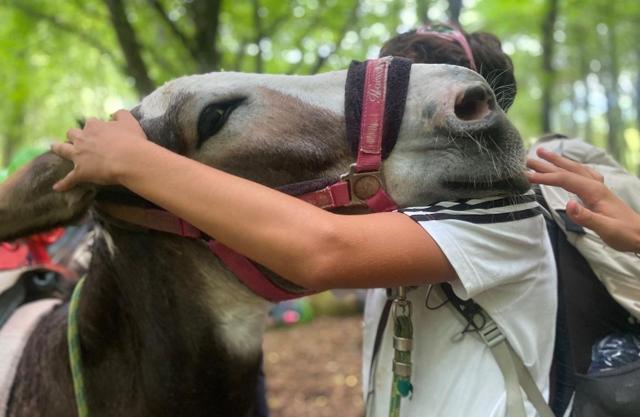 Ogni volta che un asino pantesco cammina di nuovo tra le contrade dell'isola, non è solo un animale che torna a casa: è un pezzo di storia e identità che rivive.