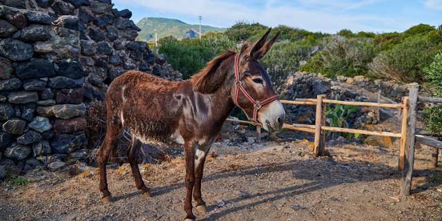 L'Isola di Pantelleria si prepara a diventare la prima "Isola Asinabile" d'Italia...