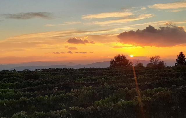 I vigneti di Biancavilla al tramonto
