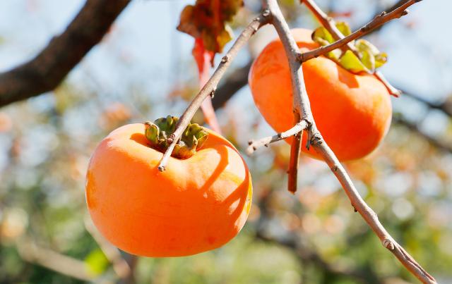 Il kaki è ricco di carotenoidi, fondamentali per la funzione visiva, ed un altissimo contenuto di fibra, polifenoli e potassio...