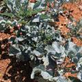 La Sicilia che resiste nei Presìdi Slow Food