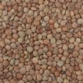 La Sicilia che resiste nei Presìdi Slow Food