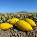 La Sicilia che resiste nei Presìdi Slow Food