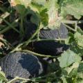 La Sicilia che resiste nei Presìdi Slow Food