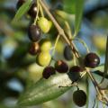 La Sicilia che resiste nei Presìdi Slow Food