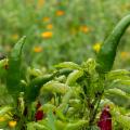 La Sicilia che resiste nei Presìdi Slow Food