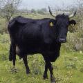 La Sicilia che resiste nei Presìdi Slow Food