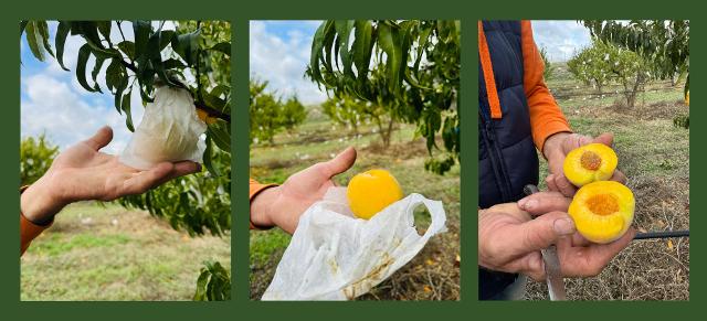 Pescheto di Pesca di Leonforte IGP