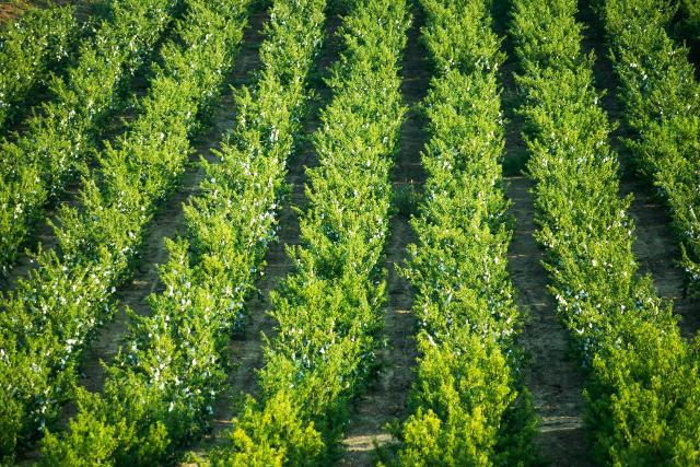 Pescheto di Pesca di Leonforte IGP