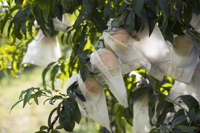 Pesca di Leonforte IGP