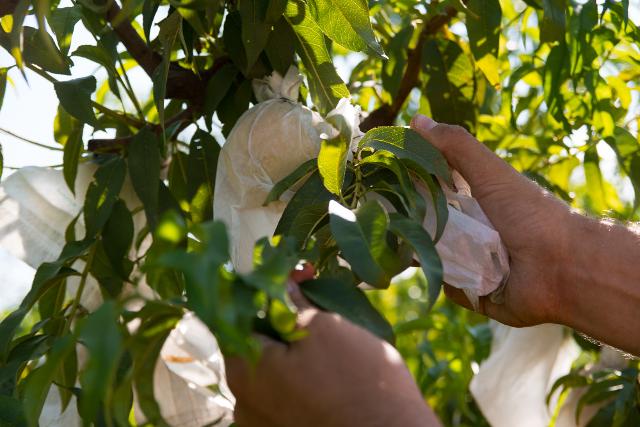 Pesca di Leonforte IGP