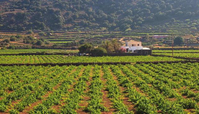 Il vigneto di Carole Bouquet a Pantelleria