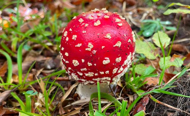 Amanita muscaria