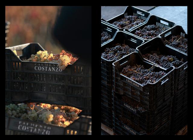 Palmento Costanzo, vendemmia 2025: Carricante e Nerello Mascalese - ph Fabio Florio Palmento Costanzo, vendemmia 2025: Carricante e Nerello Mascalese - ph Fabio Florio