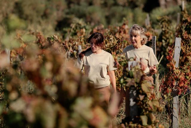 La vendemmia 2025 sull'Etna, nel racconto di Palmento Costanzo