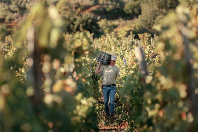 Palmento Costanzo, vendemmia 2025 - ph Fabio Florio Palmento Costanzo, vendemmia 2025 - ph Fabio Florio