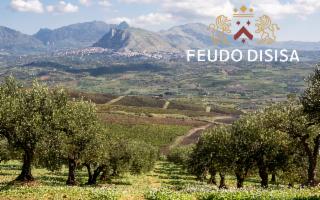 La campagna olearia 2025 di Feudo Disisa, a Monreale (PA), è 100% biologica