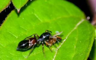 Scoperto in Sicilia un nuovo ragno ''formica'': è una nuova specie mai descritta