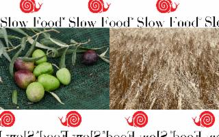 Due nuovi Presìdi Slow Food in Sicilia tra ulivi e grani antichi