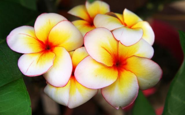 La Sicilia che fiorisce: eccellenza e crescita nel florovivaismo italiano