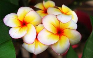 La Sicilia che fiorisce: eccellenza e crescita nel florovivaismo italiano