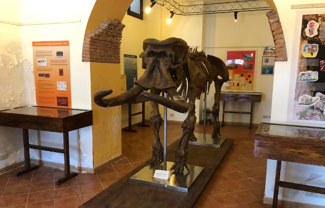 Elephas mnaidrensis (elefante nano), foto di Davide Mauro - Opera propria, CC BY-SA 4.0