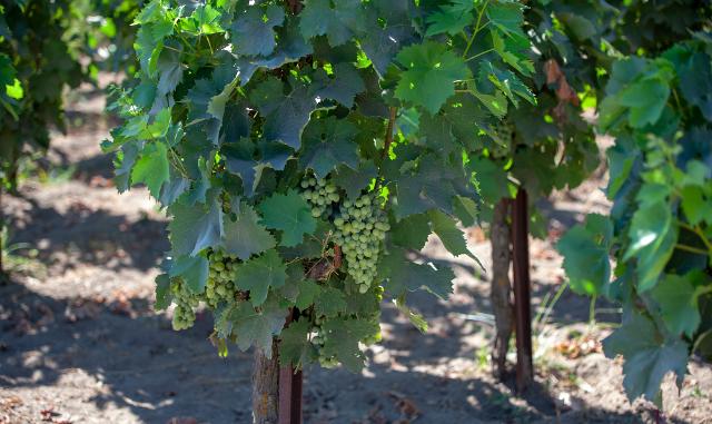 Nella Vigna Cappero si coltivano i due vitigni simbolo della denominazione: Malvasia delle Lipari (95%) e Corinto Nero (5%)... Nella Vigna Cappero si coltivano i due vitigni simbolo della denominazione: Malvasia delle Lipari (95%) e Corinto Nero (5%)...