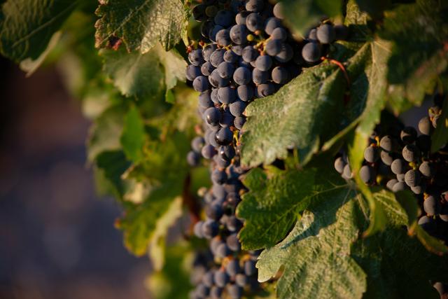 Le uve vengono lasciate appassire naturalmente al sole per circa quindici giorni, direttamente in vigna, su tradizionali graticci... Le uve vengono lasciate appassire naturalmente al sole per circa quindici giorni, direttamente in vigna, su tradizionali graticci...