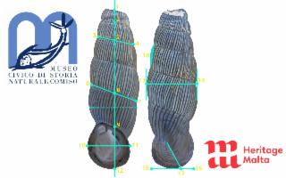 La biodiversità nascosta della Sicilia rivela 60 nuove specie