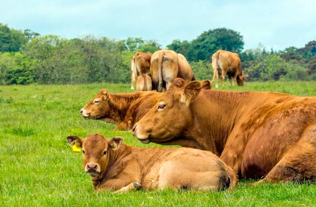 La razza Limousine ha grandi doti di rusticità e di facilità al parto, che ne consentono l'adattamento in tutti i climi, una bassa richiesta di cura, ma allo stesso tempo una grande docilità e una qualità della carne molto buona...