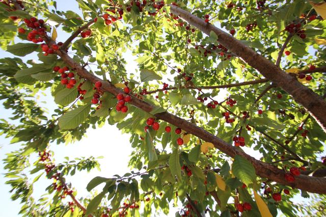 Il Ministero dell'Agricoltura, della Sovranità Alimentare e delle Foreste ha autorizzato l'Ente CSQA a svolgere le attività di controllo e certificazione della Ciliegia dell'Etna DOP