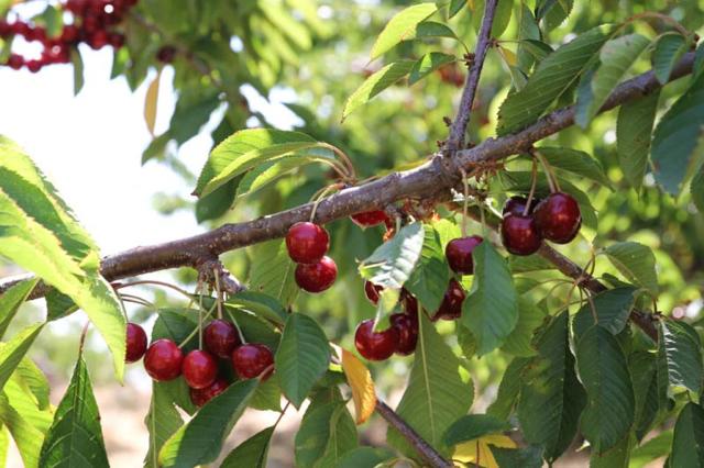 Attorno alla coltivazione della ciliegia dell'Etna si è stratificato un retroscena culturale ed un importante indotto economico fatto di mestieri, tradizioni e usi ripetuti nei secoli dai coltivatori ortofrutticoli che ancora si tramandano nel lessico dialettale...