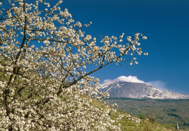 Il territorio della Ciliegia dell'Etna DOP