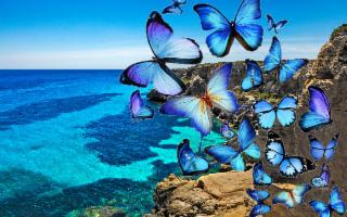Favignana, la grande farfalla